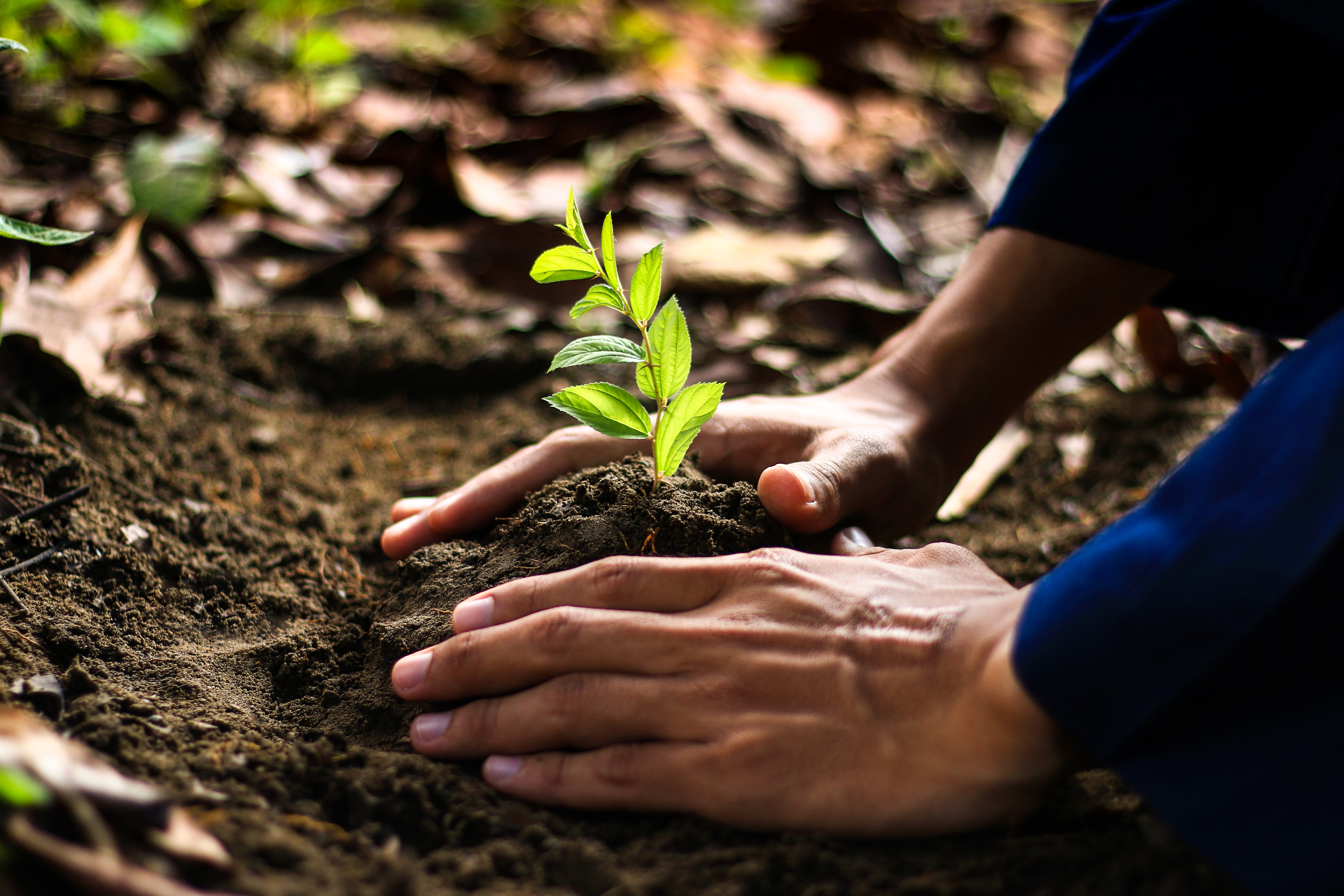a person planting a tree in the ground