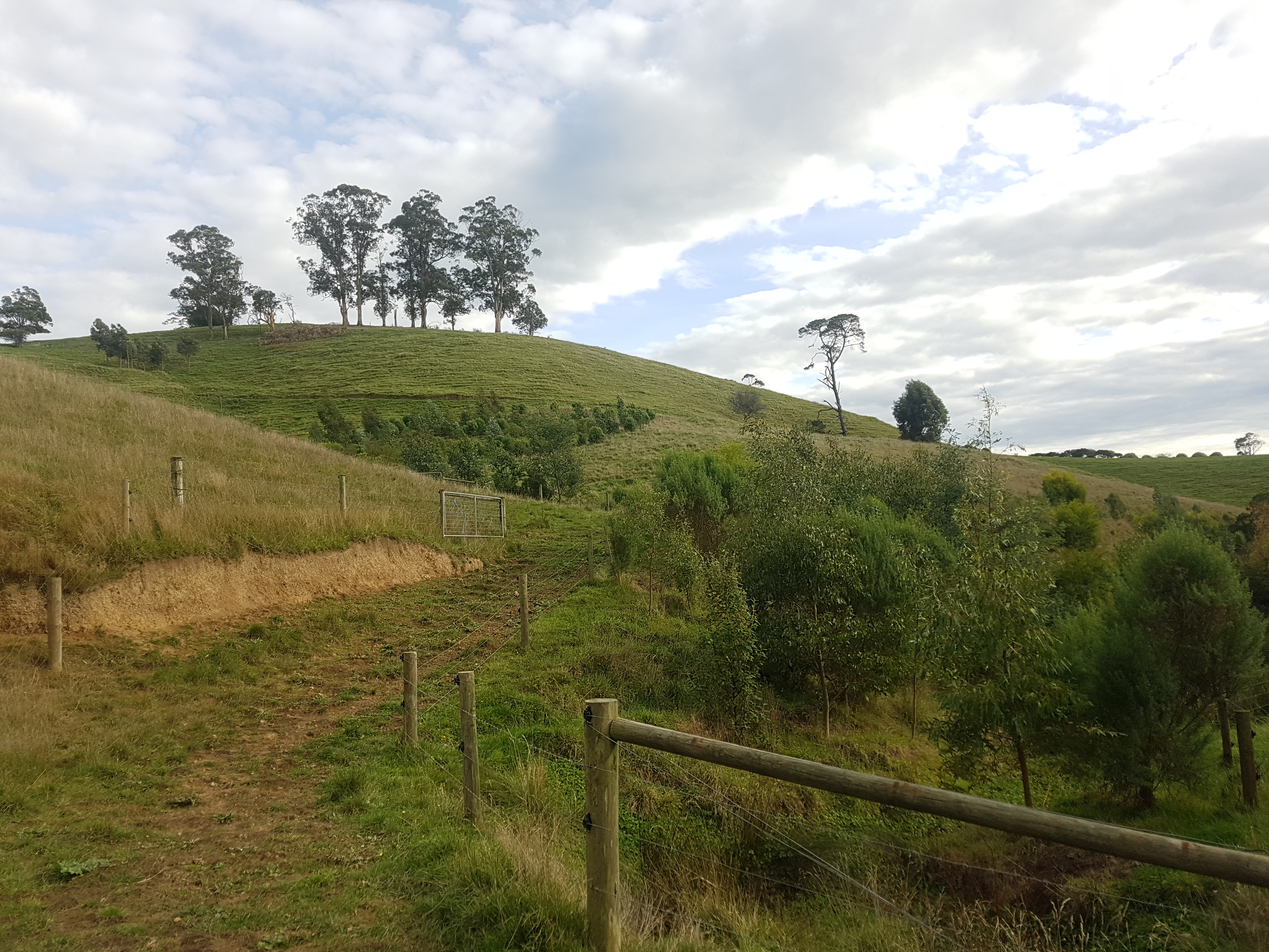Greenfleet Corymbia Farm.jpg